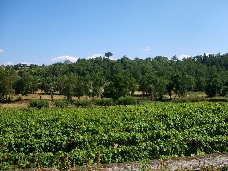 Rota das Vinhas
